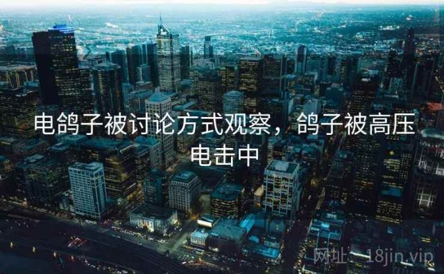 电鸽子被讨论方式观察，鸽子被高压电击中